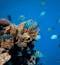 Coral reef and fish shown in the Red Sea near a sustainable scuba dive resort center in Sharm el Sheikh, Egypt.