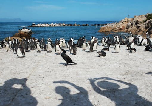 A lot of South African penguins stand around on a sunny rock on Boulders Beach.