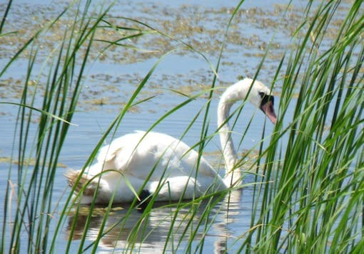 A white swan floats on blue water of Romania's Danube Delta River behind some green sea grass.