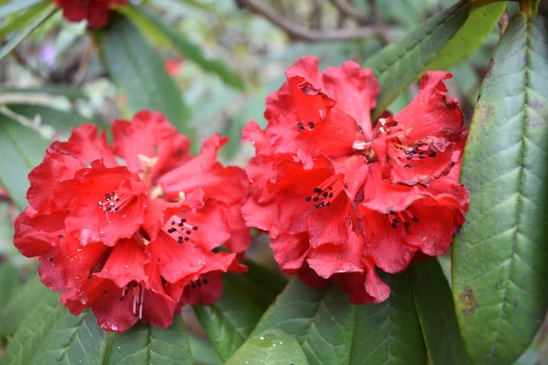 Bright red rhododendrons bloom in Nepal and can be seen in the spring time from many of the trekking routes in the Himalayas.