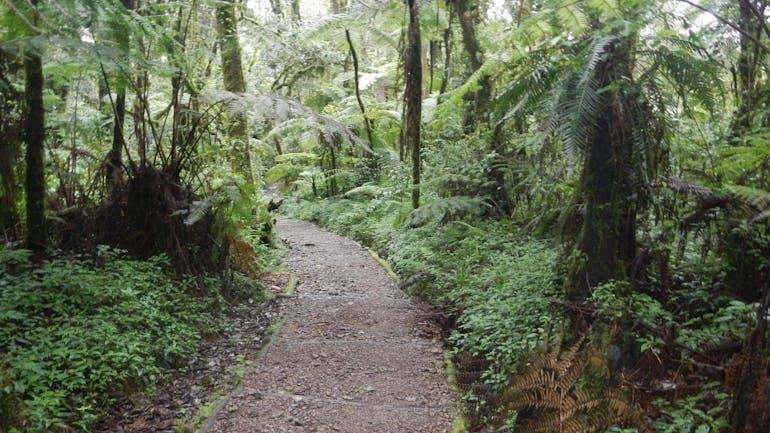 The rainforest near the trail to begin climbing Mount Kilimanjaro in Tanzania via the Northern Circuit route is shown with lush greenery and a flat dirt path going through it and curving to the left.