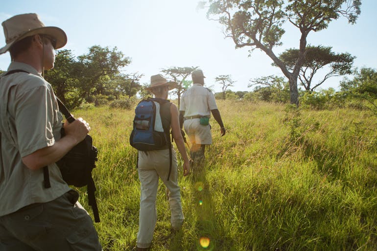 A group of 3 people are walking away from the camera on a safari bushwalk in South Africa. They are all wearing light colored clothing and hats, two of them are carrying day packs. It is late afternoon. The grass is tall and green and there are green trees in the background.