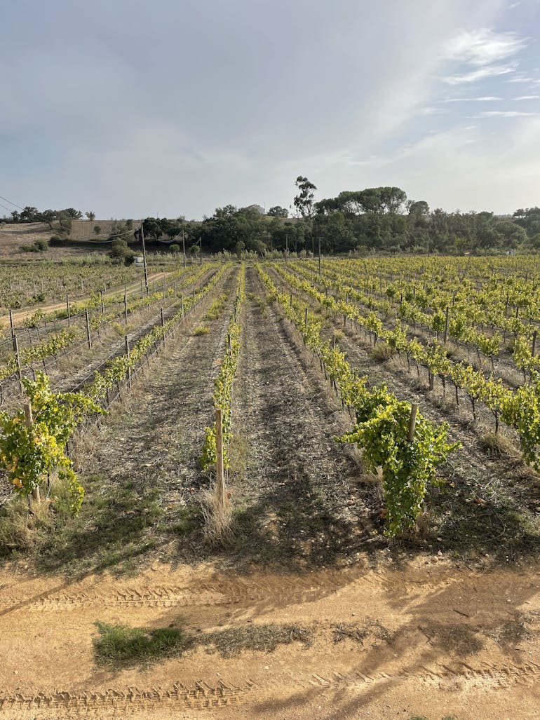 A vineyard in the rural Alentejo region of Portugal is in the sun, the view is looking down neatly organized rows. This was part of a sustainable winery tour included with some of the yoga retreats.